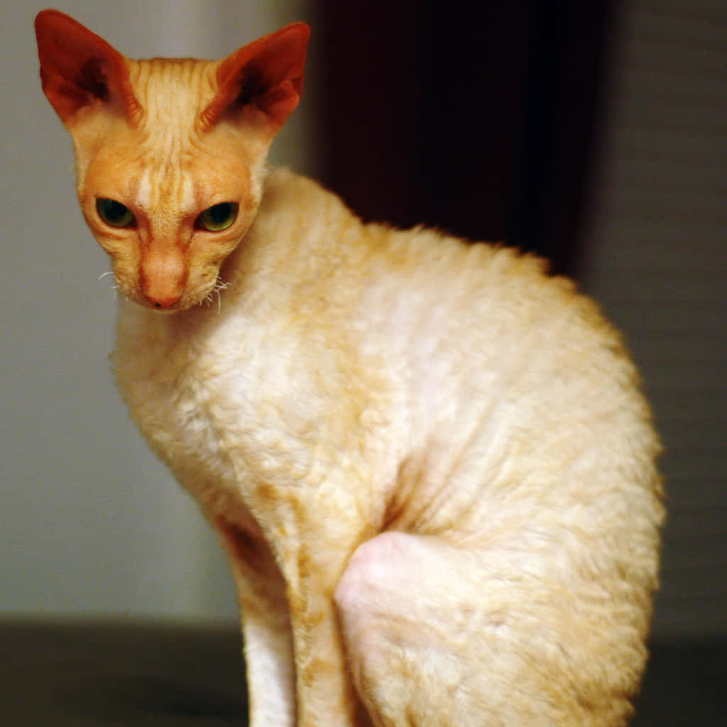 Playful Cornish Rex Kitten Relaxing On The Floor Wallpaper