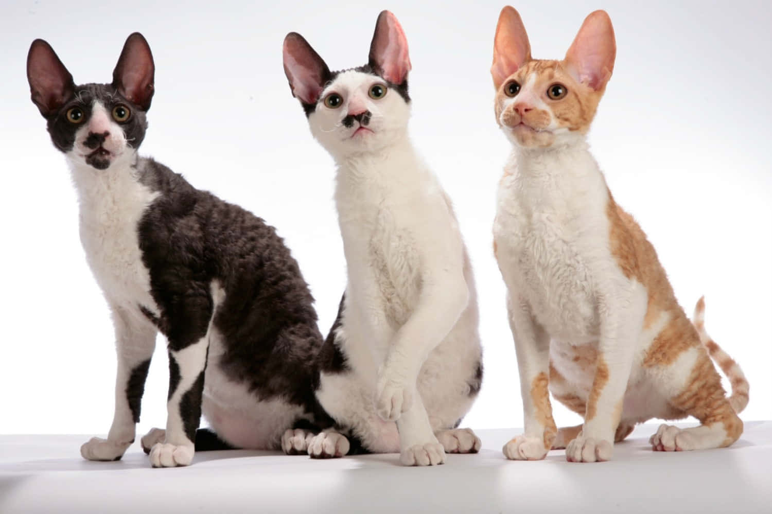 Playful Cornish Rex Resting On A Wooden Surface Wallpaper