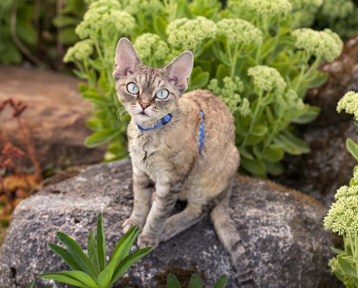 Playful Devon Rex Cat Exploring Outdoors Wallpaper