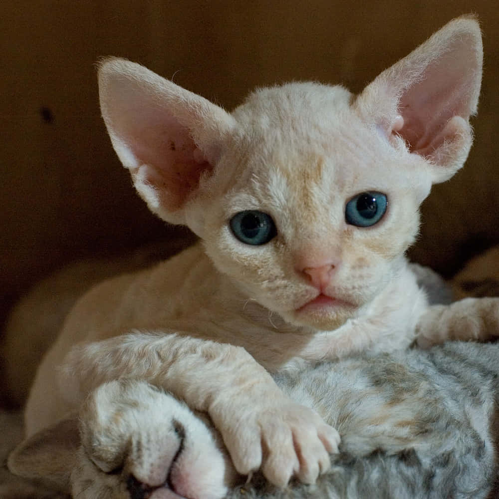 Playful Devon Rex Cat Lounging On A Sofa Wallpaper