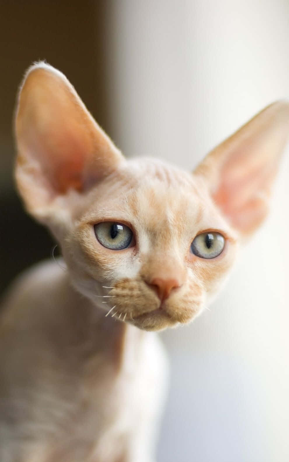 Playful Devon Rex Cat Lounging On A Sofa Wallpaper