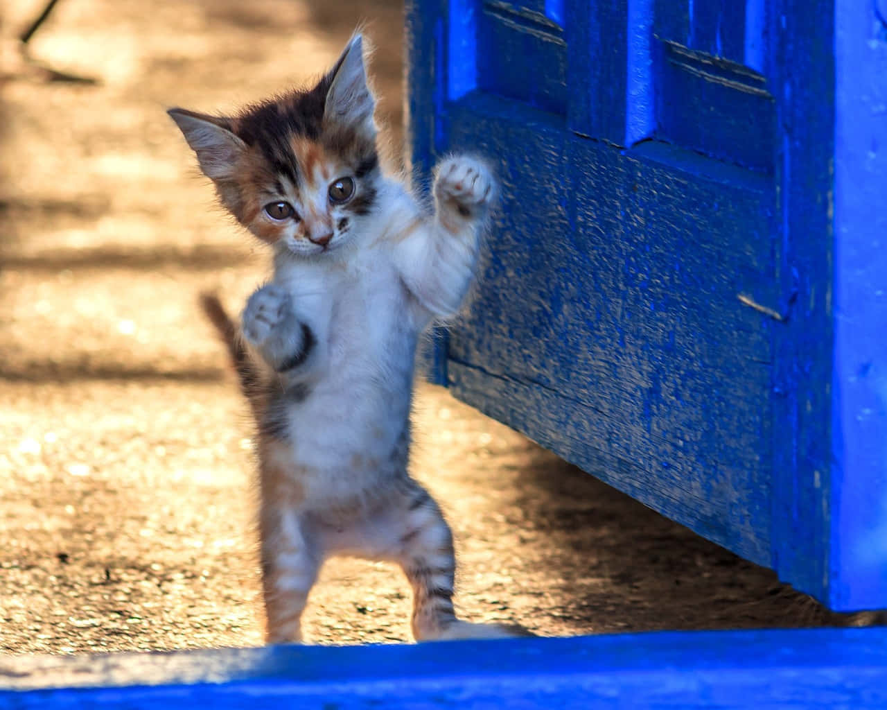 Playful Kitten Dancing Beside Blue Door Wallpaper