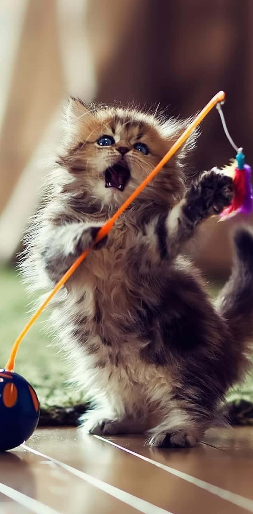 Playful Kitten Dancingwith Toy Wallpaper