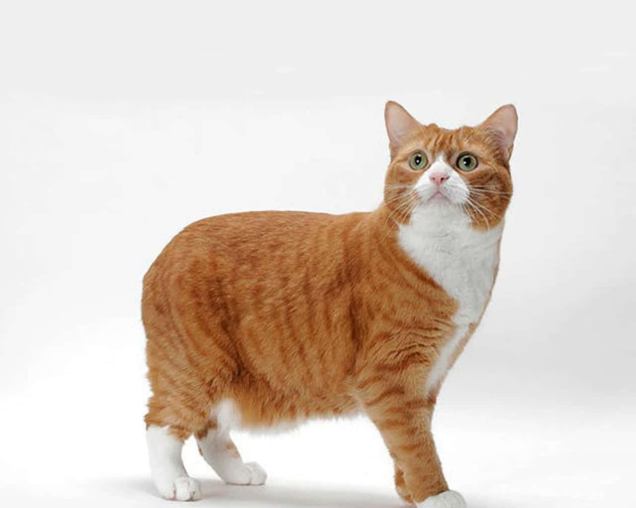 Playful Manx Cat Relaxing On The Grassy Field Wallpaper