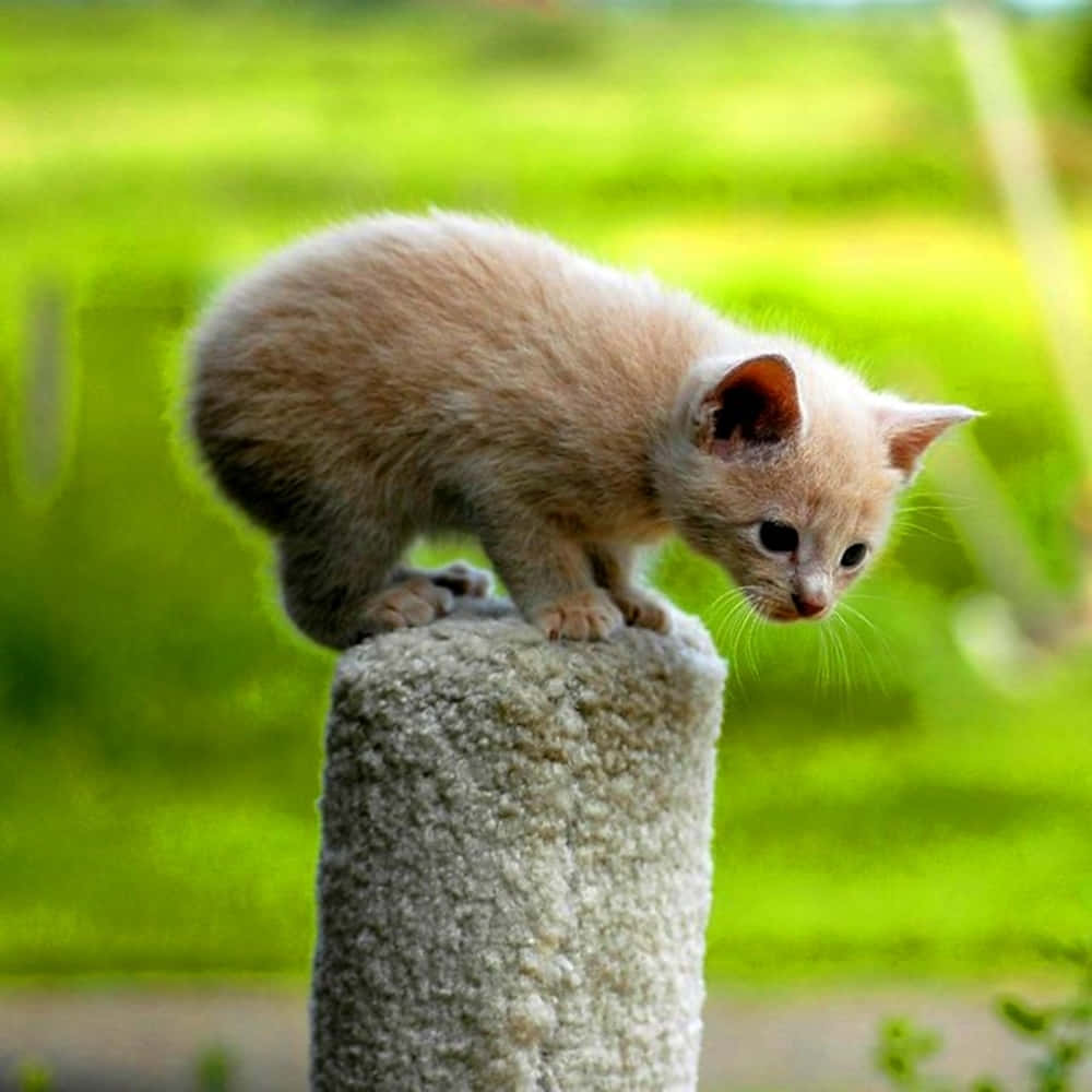 Playful Manx Cat Resting On A Wooden Surface Wallpaper