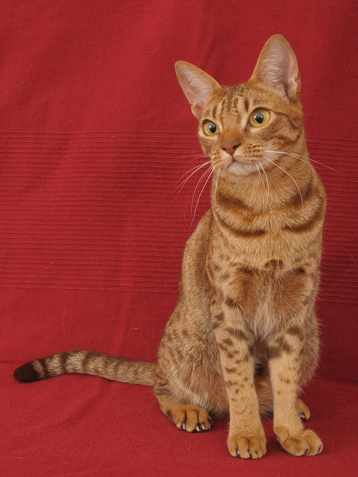 Playful Ocicat In The Outdoors Wallpaper