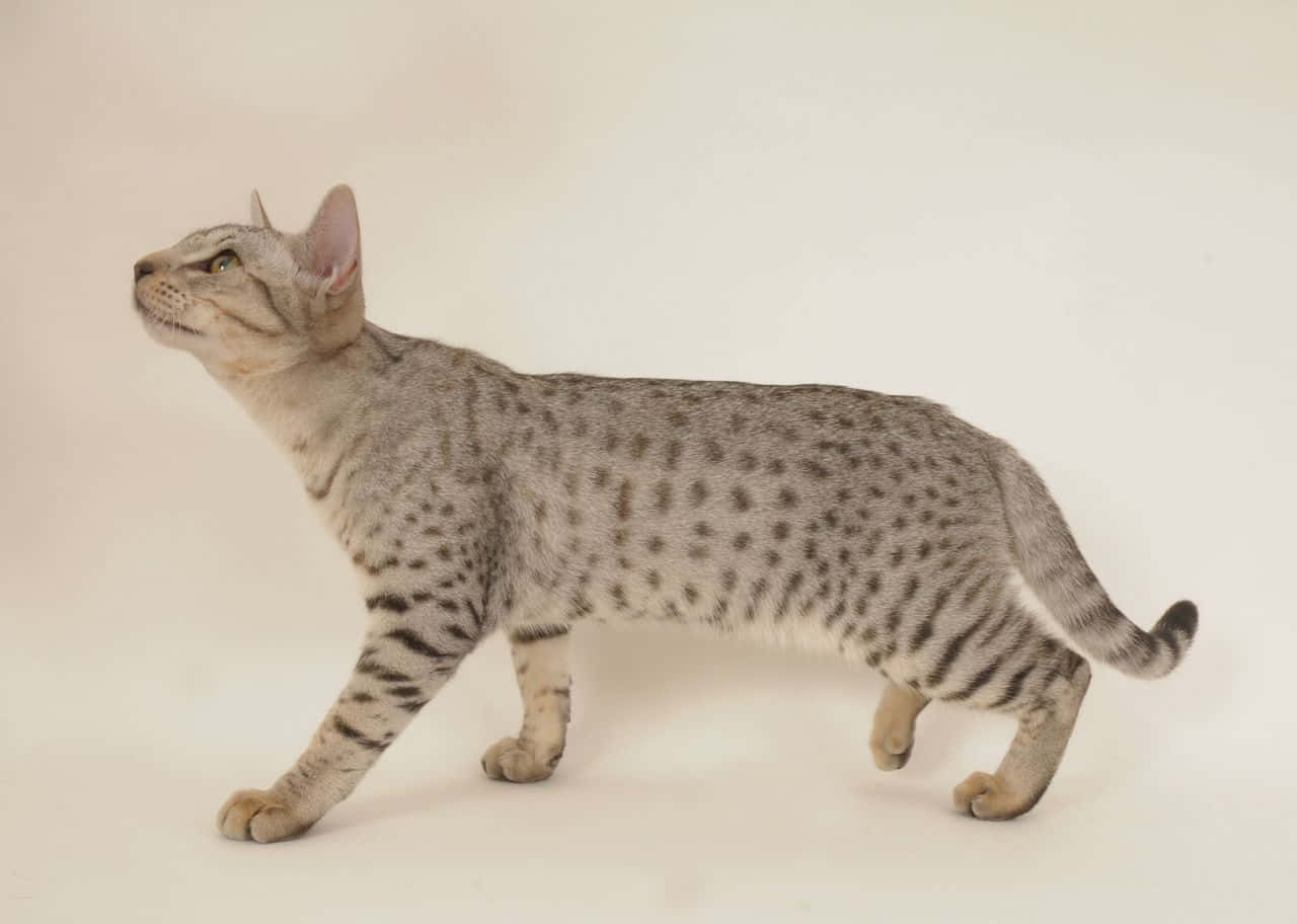 Playful Ocicat Lounging On The Floor Wallpaper