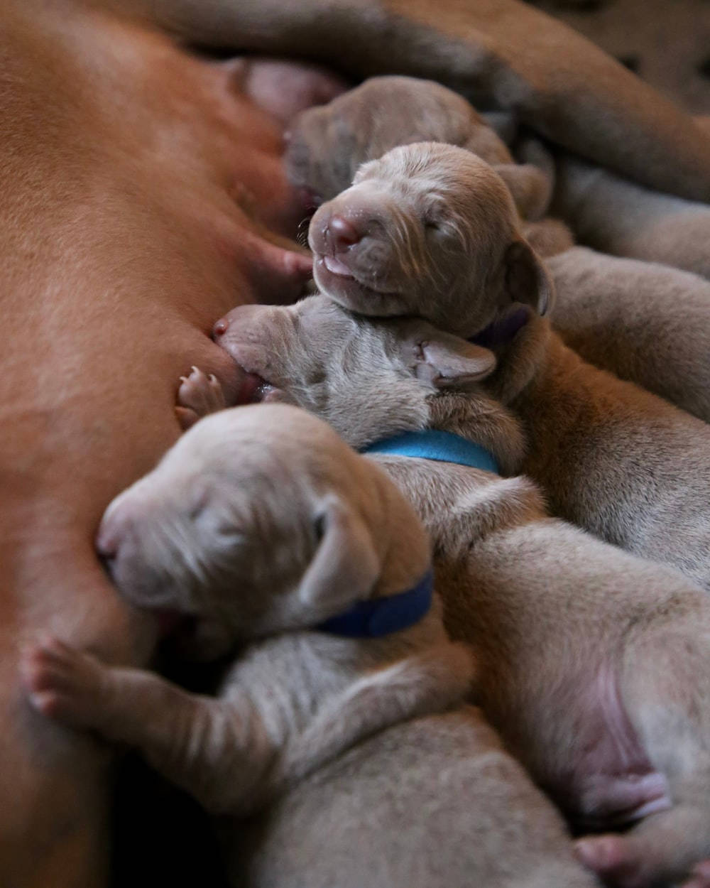 Playful Pitbull Puppies Engaging With Each Other Wallpaper