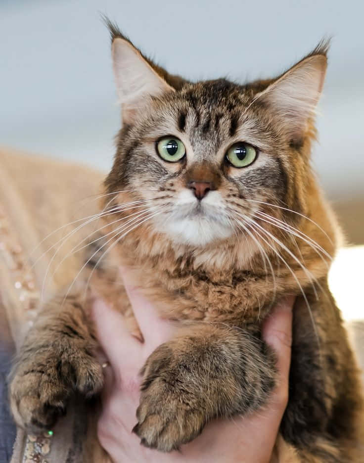 Playful Pixie-bob Cat Posing For The Camera Wallpaper