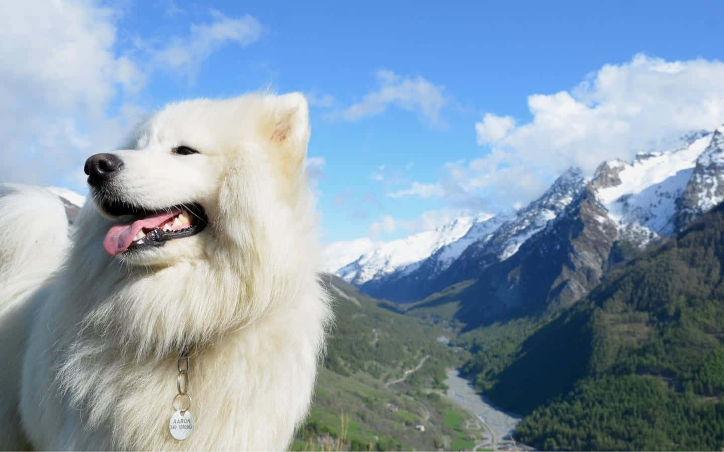 Playful Pooch: A Fluffy White Dog Enjoying The Outdoors Wallpaper