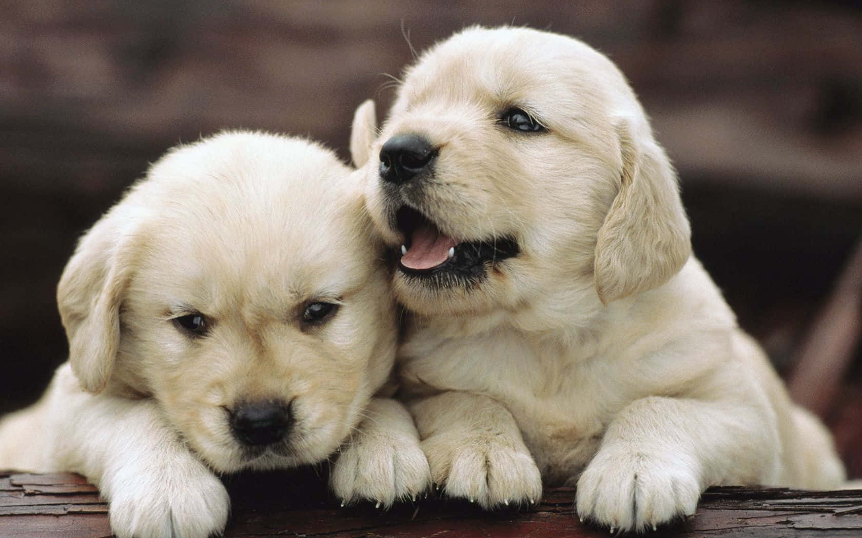 Playful_ Puppy_ Moments Wallpaper