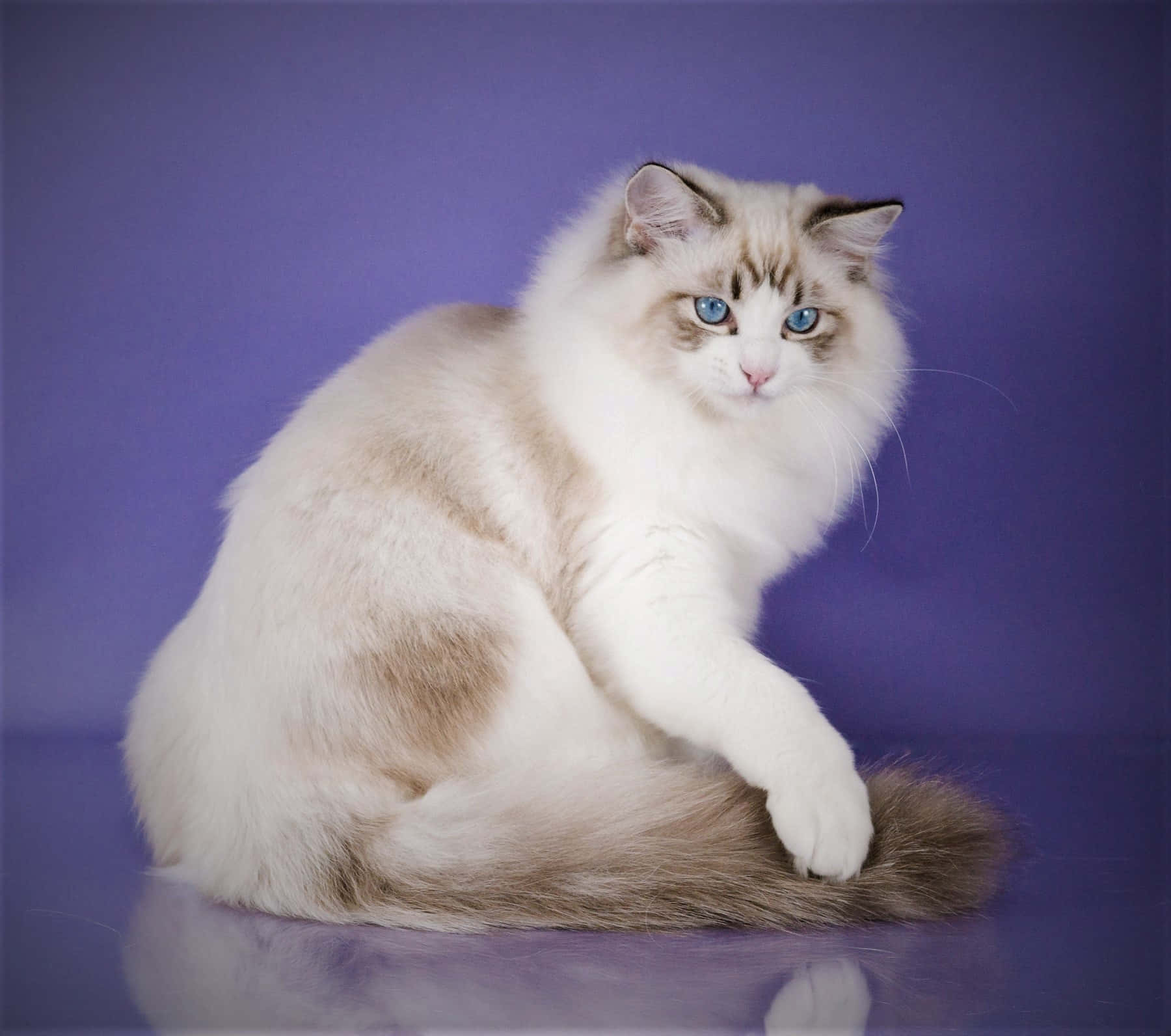 Playful Ragdoll Cat Lounging At Home Wallpaper