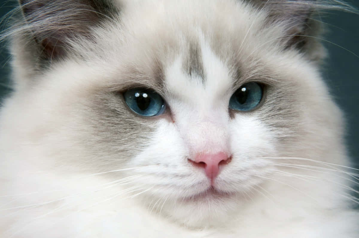 Playful Ragdoll Cat Lounging In The Sun Wallpaper