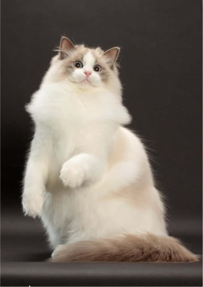 Playful Ragdoll Cat Lounging On The Floor Wallpaper