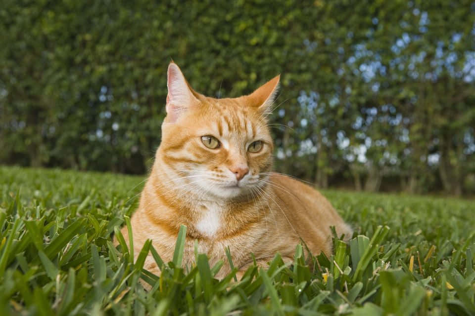 Playful Red Cat In Nature Wallpaper