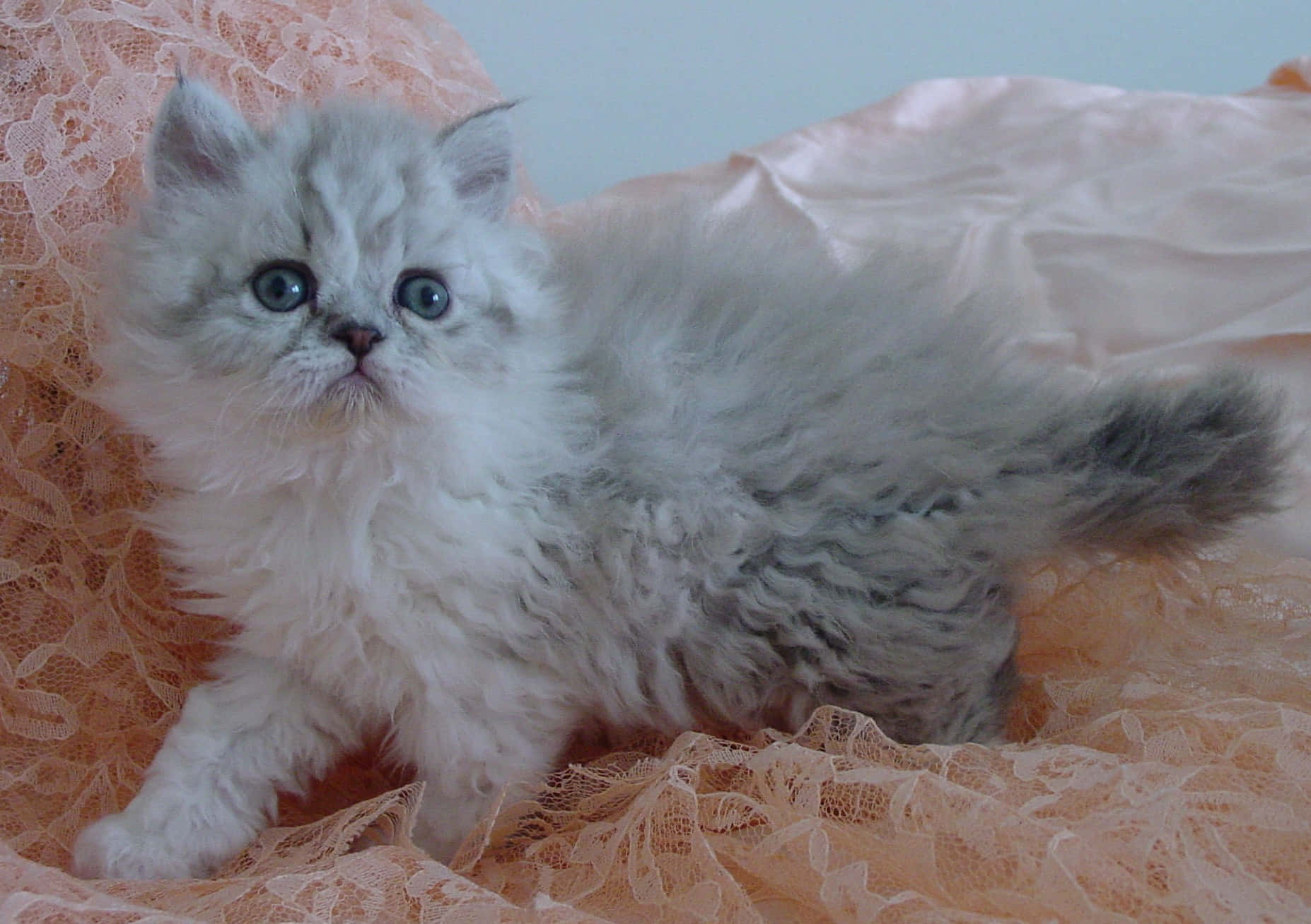 Playful Selkirk Rex Cat Lounging On A Soft Blue Blanket Wallpaper