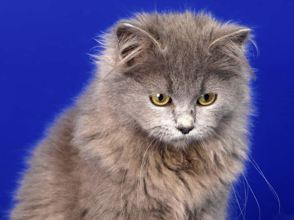 Playful Selkirk Rex With Beautiful Curly Coat Wallpaper