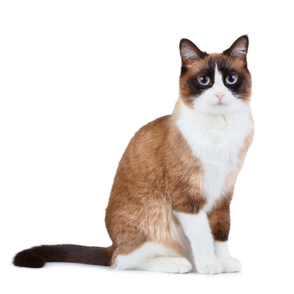 Playful Snowshoe Cat Lounging On The Carpet Wallpaper