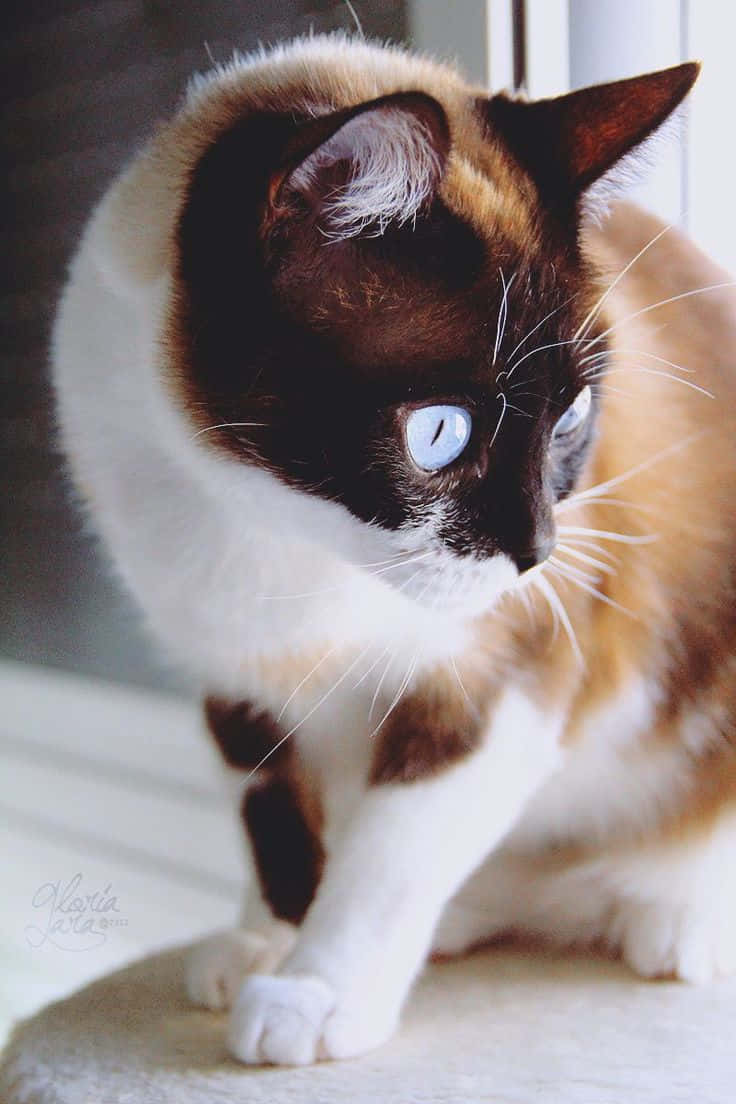 Playful Snowshoe Cat With Vibrant Blue Eyes Wallpaper