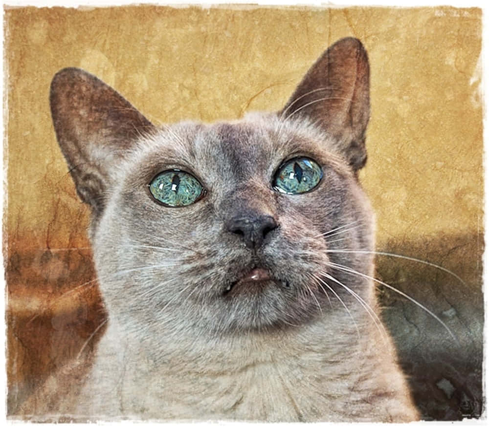 Playful Tonkinese Cat Exploring The Outdoors Wallpaper