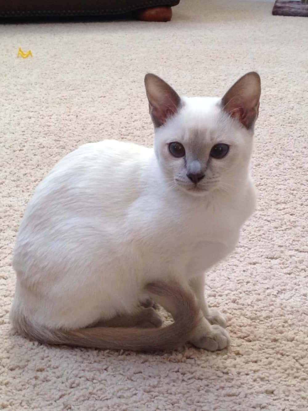 Playful Tonkinese Cat Perching On A Wooden Surface Wallpaper