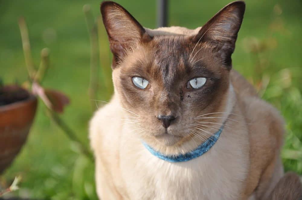 Playful Tonkinese Cat Relaxing On A Carpet Wallpaper