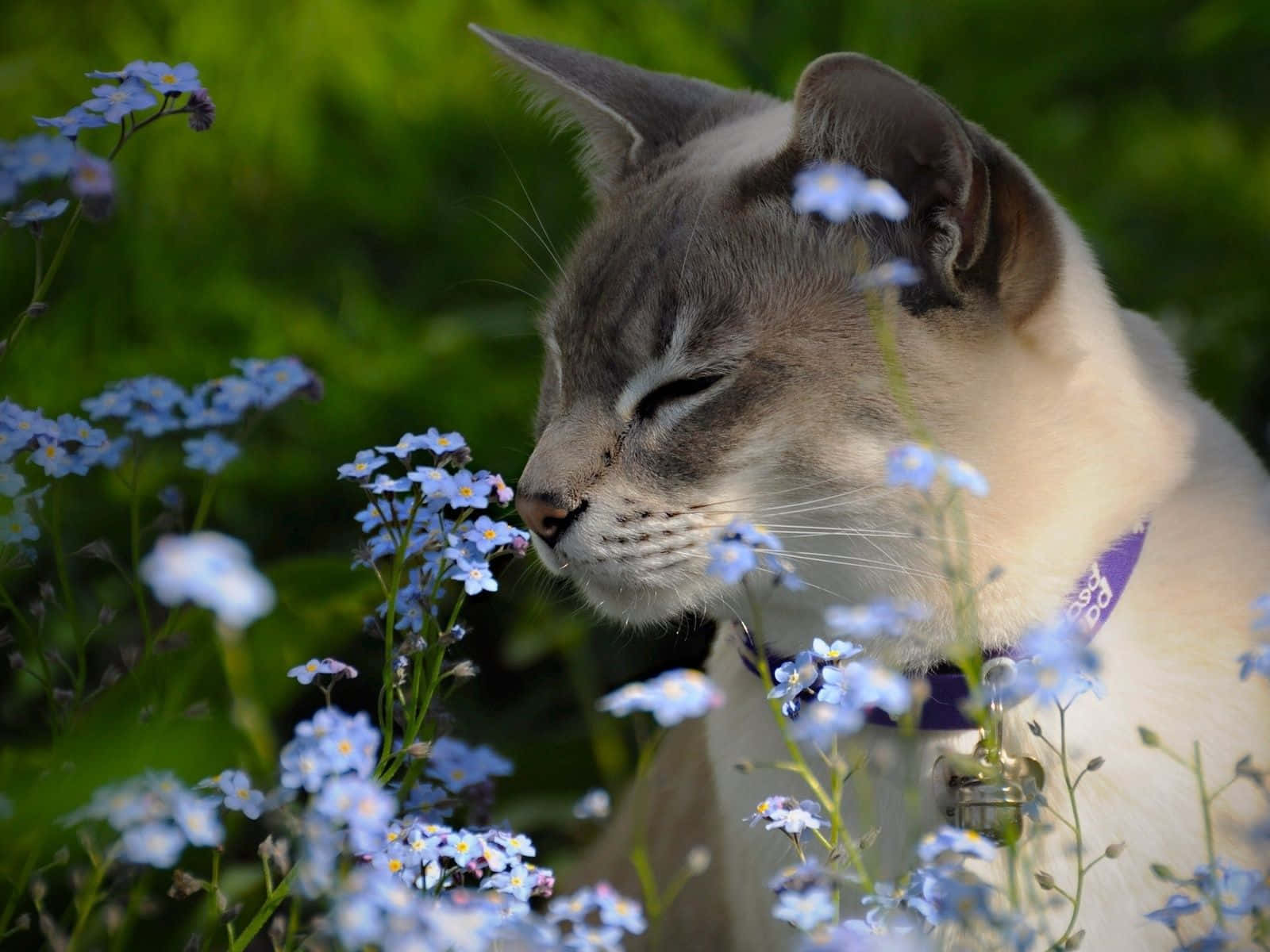 Playful Tonkinese Cat Relaxing On Floor Wallpaper