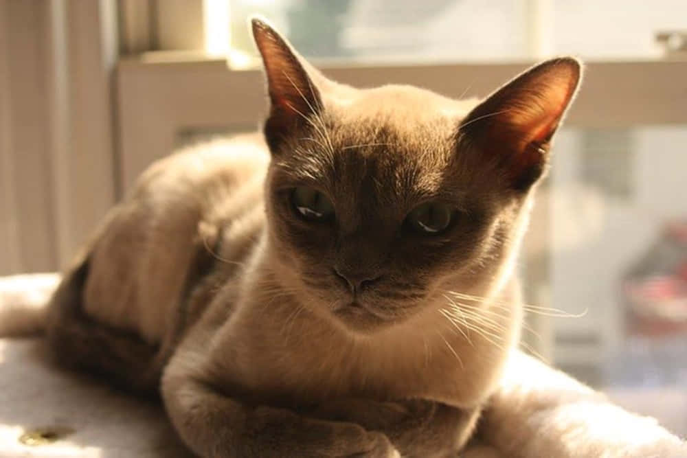 Playful Tonkinese Cat Resting On A Wooden Surface Wallpaper