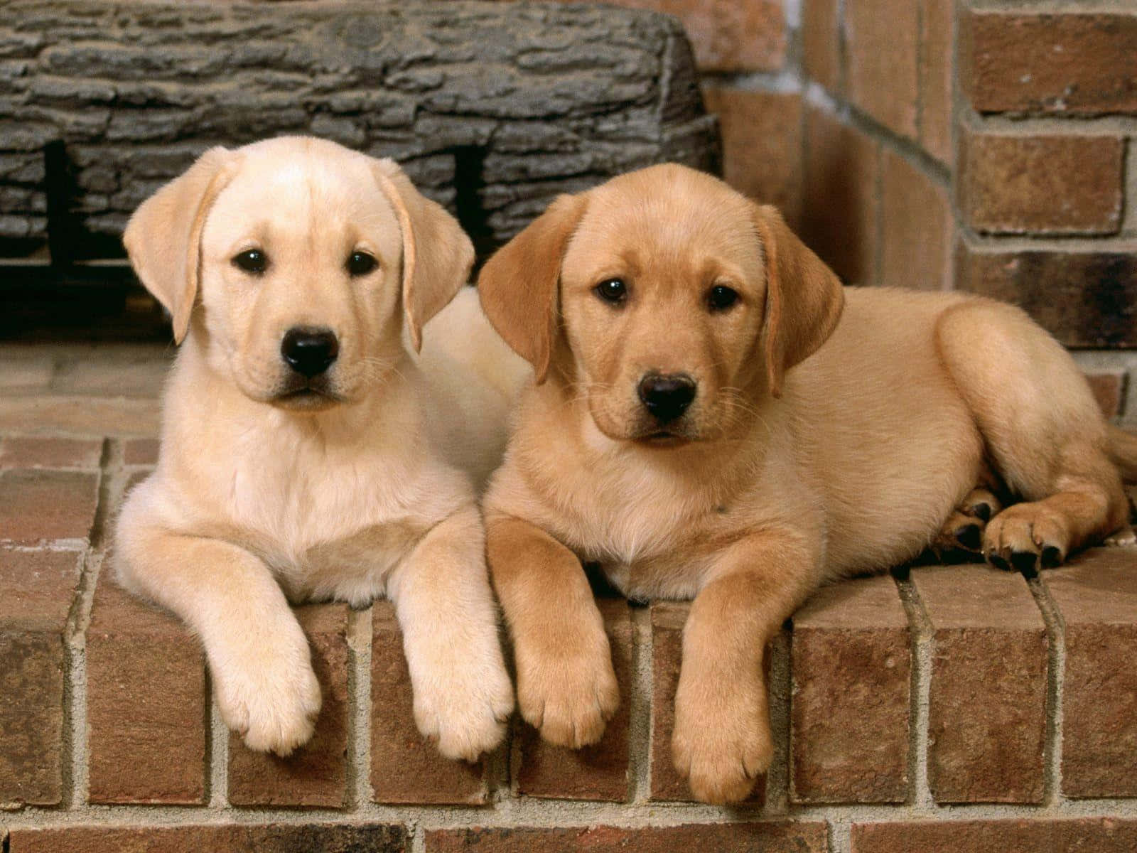 Playful Yellow Labrador Enjoying Nature Wallpaper