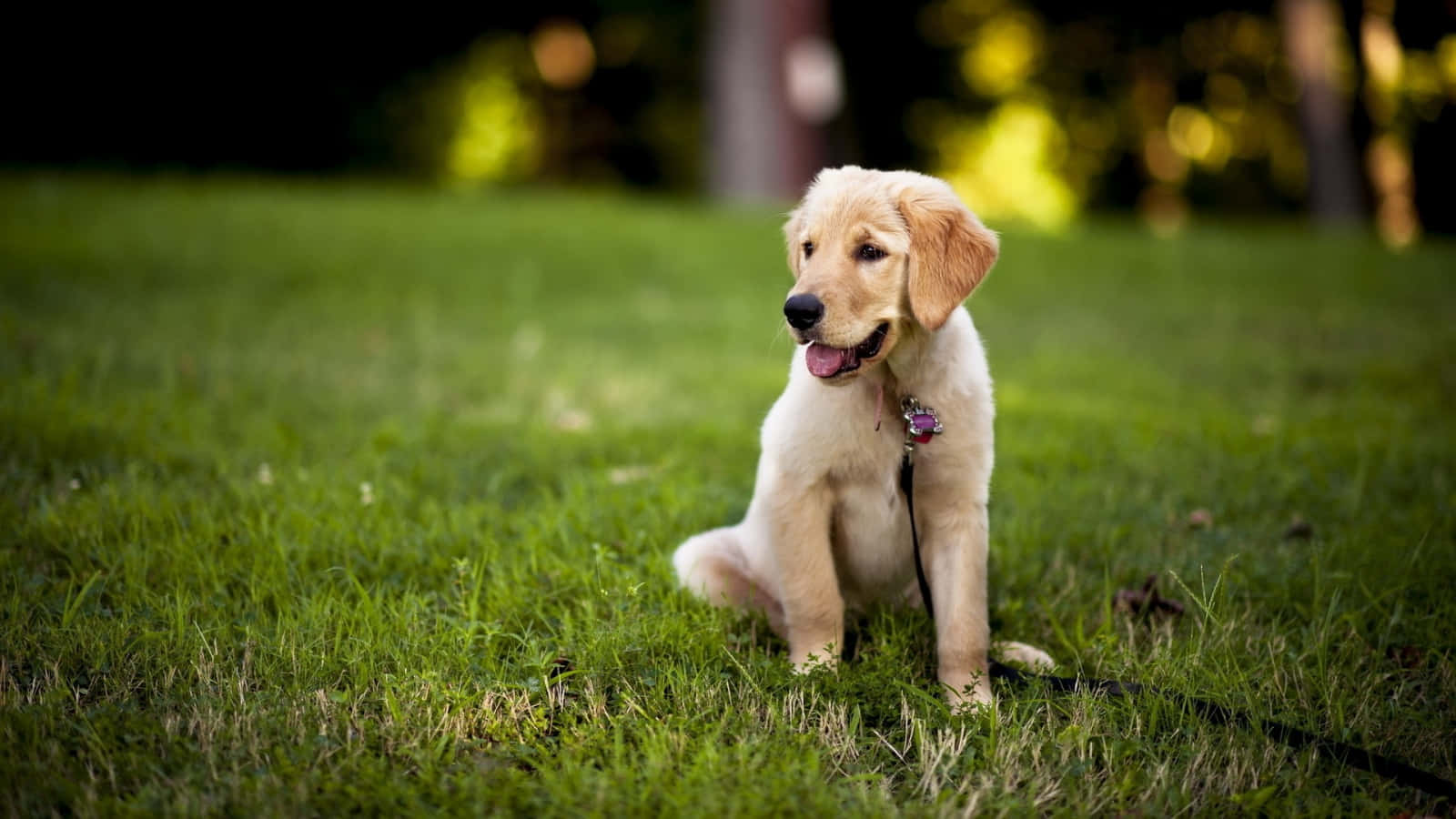 Playful Yellow Labrador Enjoying Outdoors Wallpaper