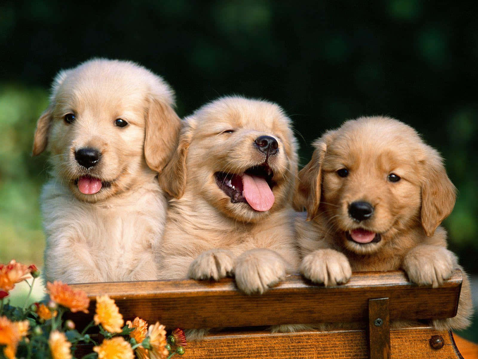 Playful Yellow Labrador Enjoying The Outdoors Wallpaper