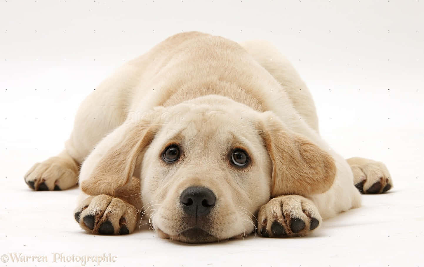 Playful Yellow Labrador Enjoying The Outdoors Wallpaper