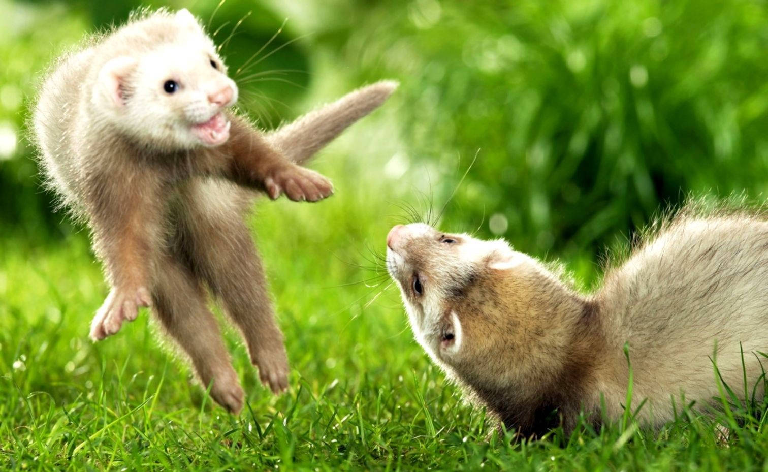 Playing Cream Ferret Wallpaper