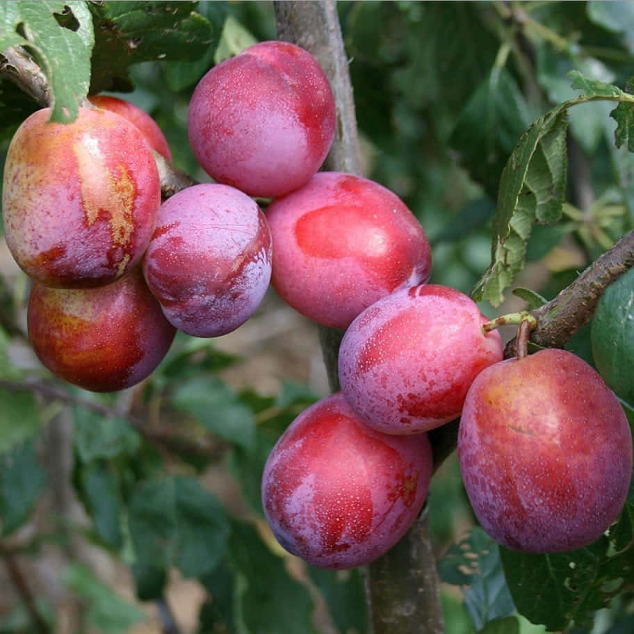 Plucking Juicy Purple Plums From An Abundant Fruit Tree. Wallpaper