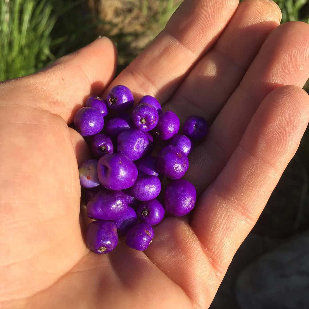 Plump, Perfectly Ripe Purple Berries Wallpaper