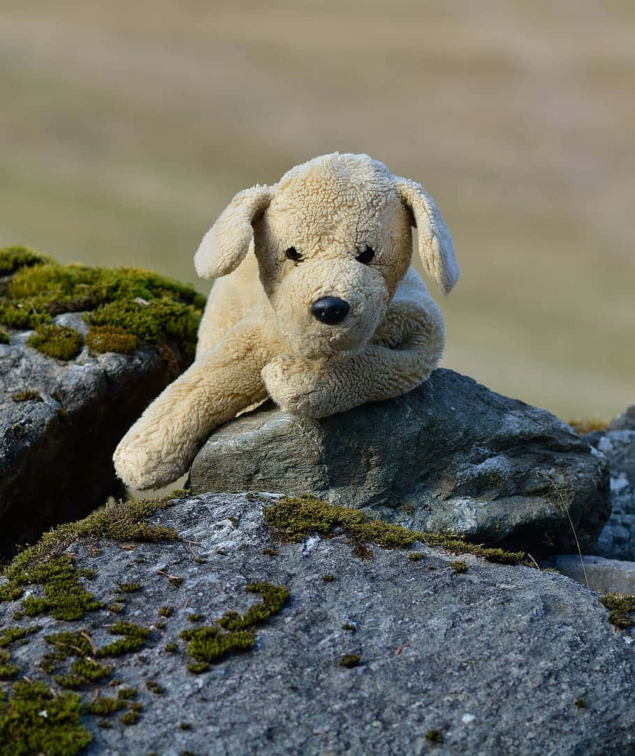 Plush Dog On Rocks Wallpaper