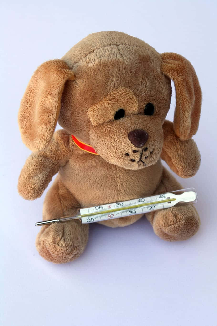 Plush Dog With Thermometer.jpg Wallpaper