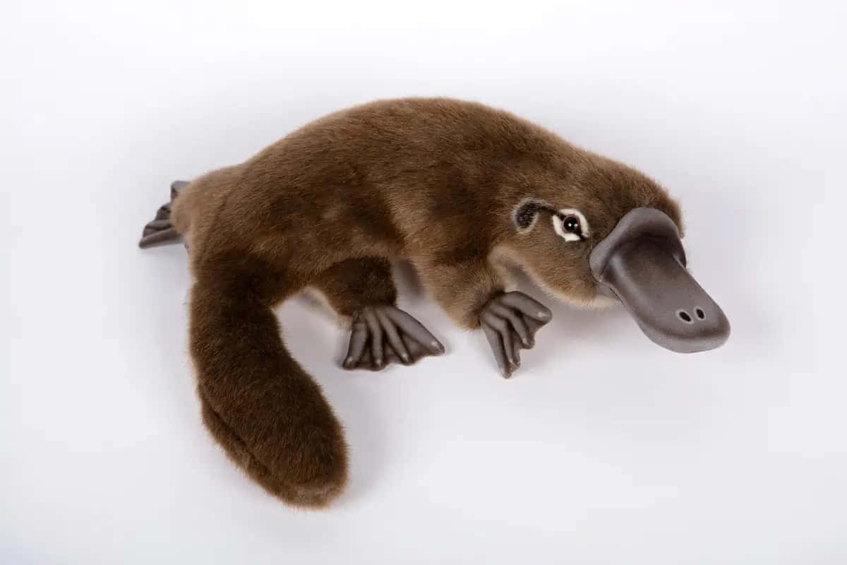 Plush Platypus Toy Wallpaper