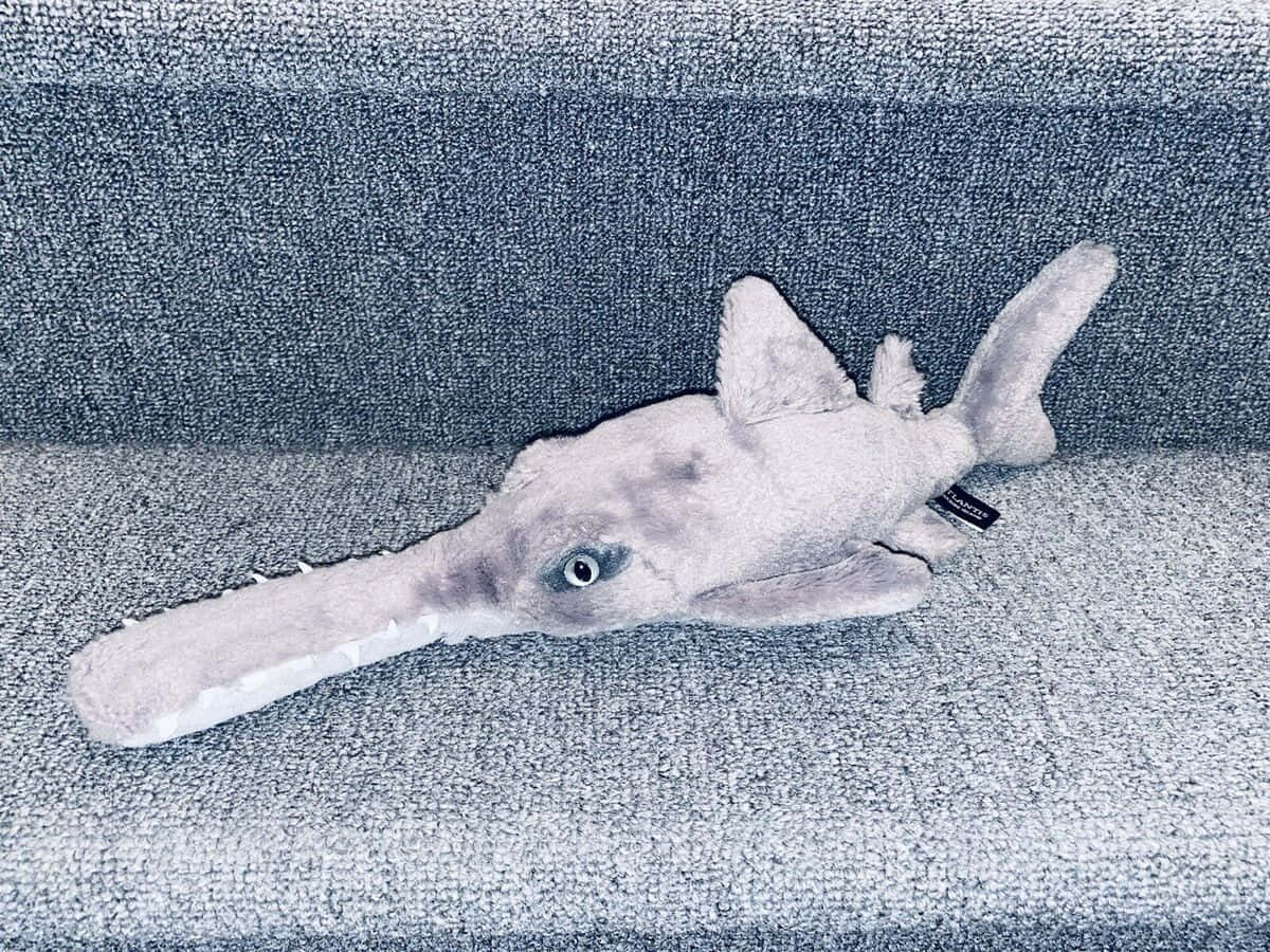 Plush Sawfish On Couch.jpg Wallpaper