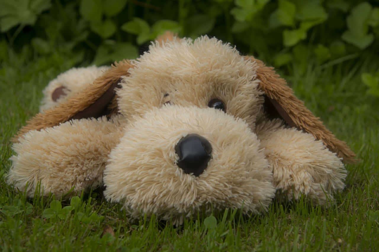 Plush Toy Dogin Grass Wallpaper