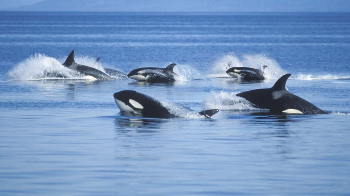 Podof Killer Whales Swimming Wallpaper