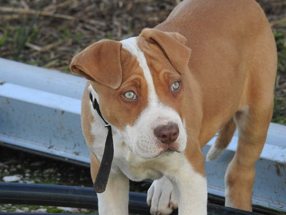 Poised Brown Pitbull Wallpaper