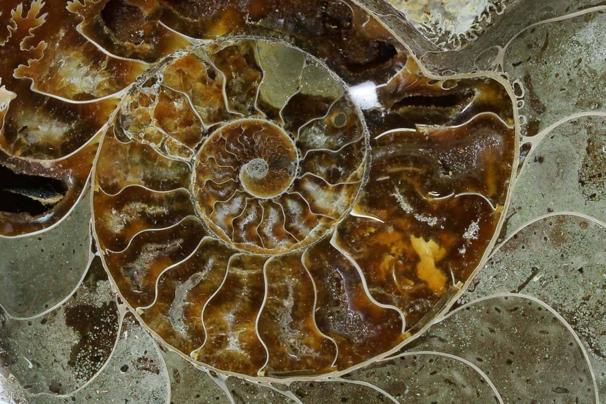 Polished Ammonite Fossil Wallpaper