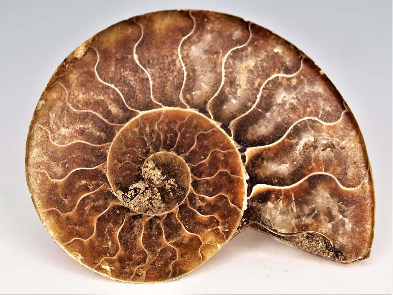 Polished Ammonite Fossil Wallpaper