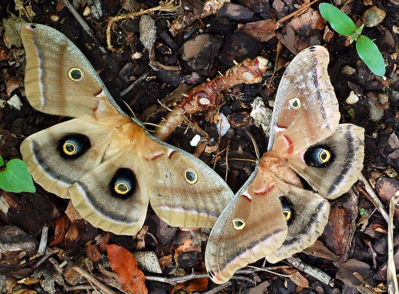 Polyphemus Moth Pairon Forest Floor Wallpaper