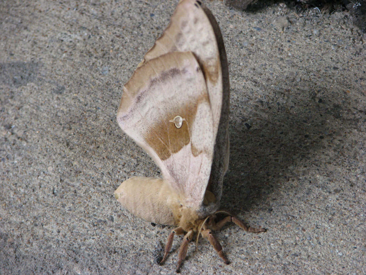 Polyphemus Moth Restingon Concrete Wallpaper