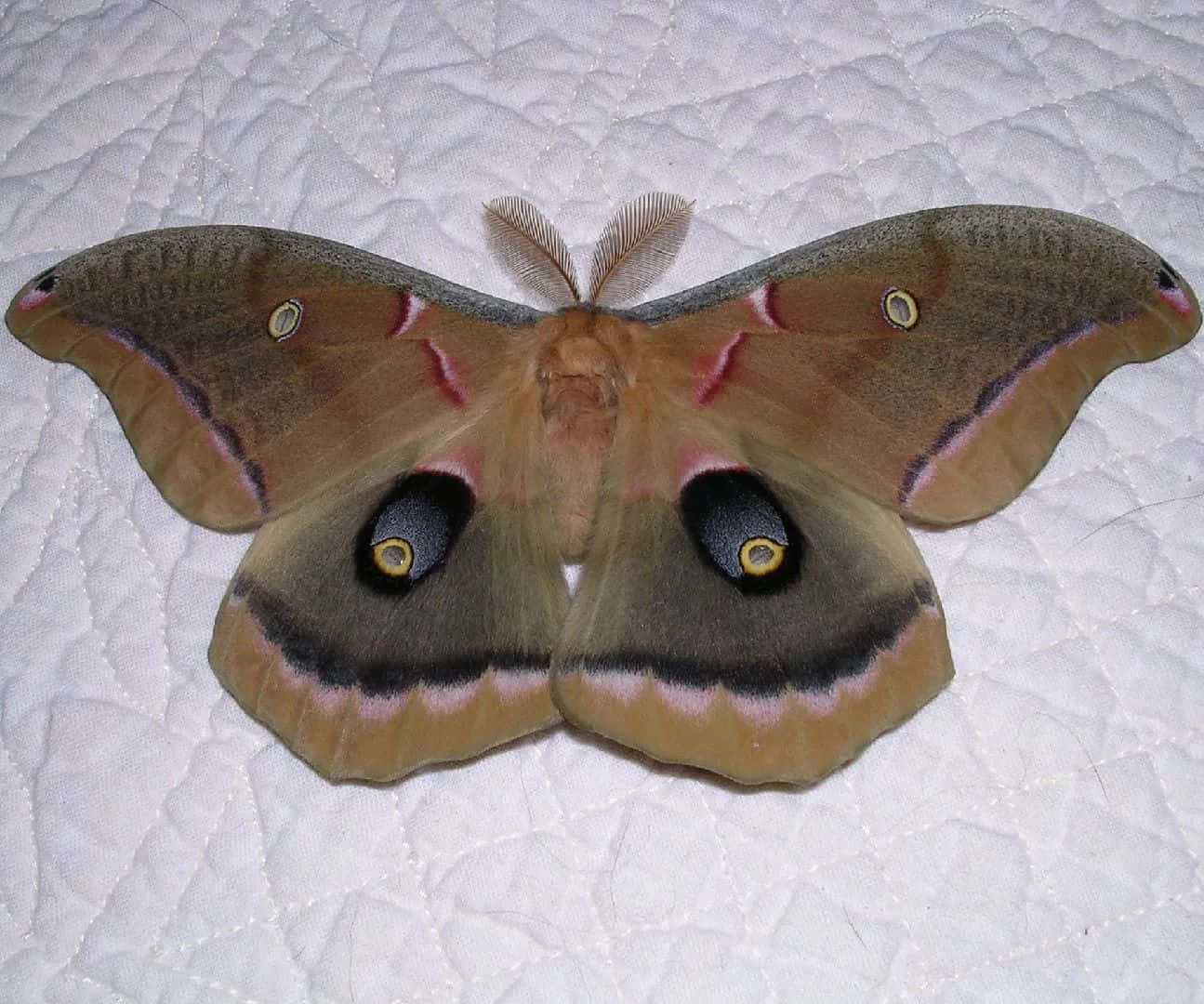 Polyphemus Moth Spread Wings Wallpaper