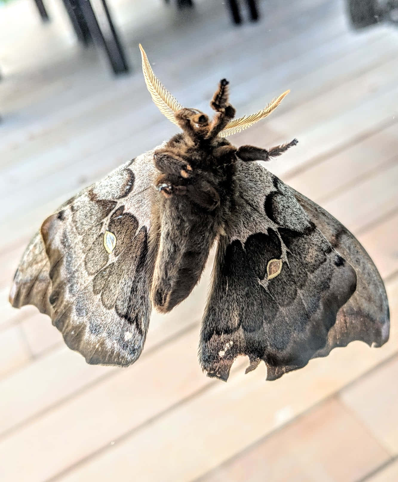 Polyphemus Moth Up Close Wallpaper