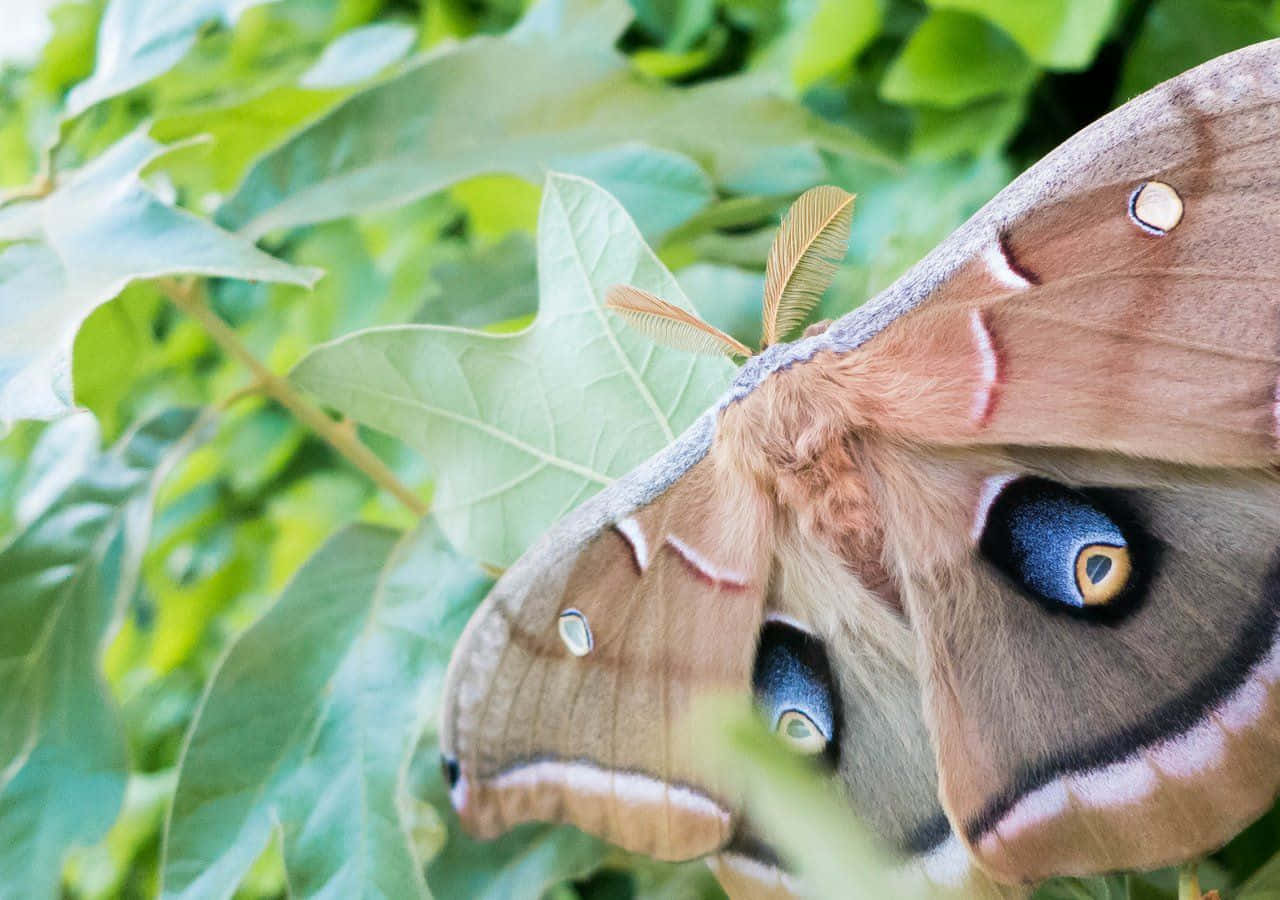 Polyphemus Mothon Green Leaves Wallpaper