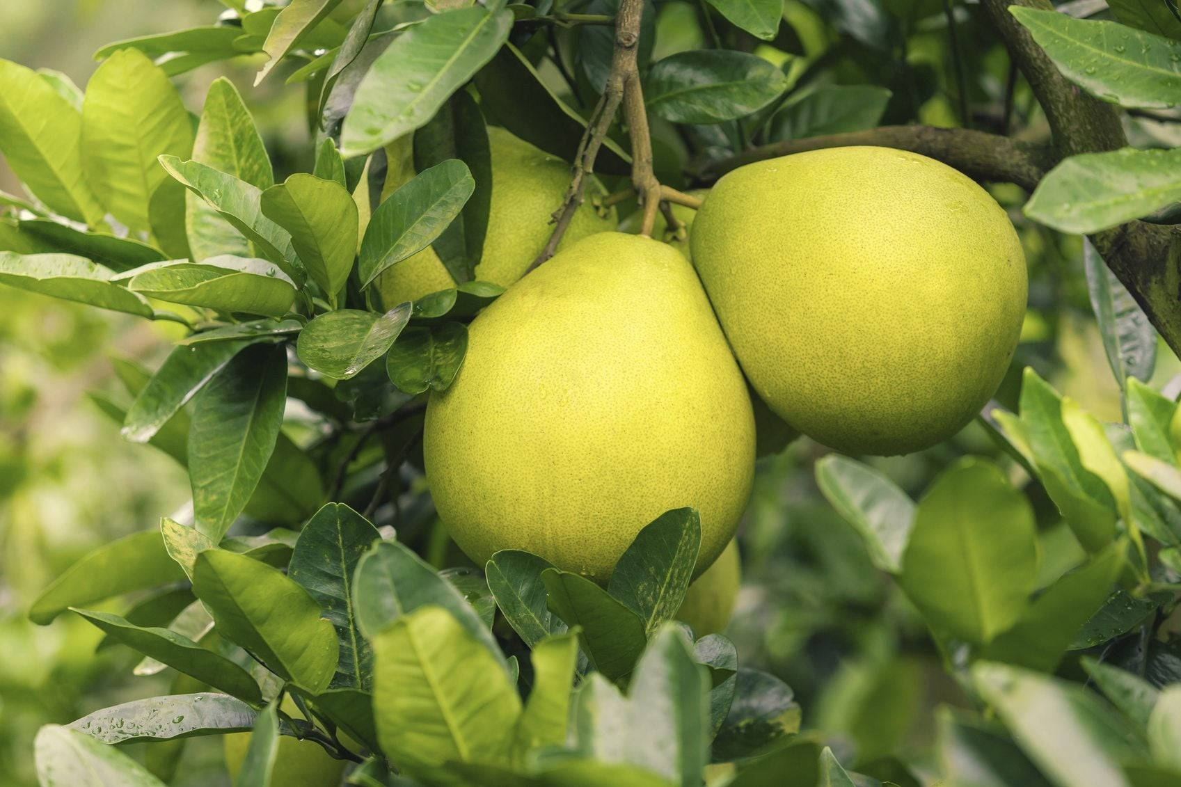 Pomelo Tree Lush Green Wallpaper